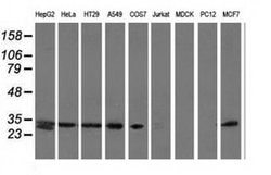 SPR Monoclonal Antibody (OTI3A9), TrueMAB , OriGene:Antibodies:Primary