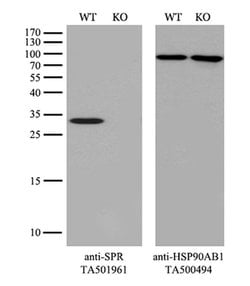 SPR Monoclonal Antibody (OTI3A9), TrueMAB , OriGene 30 &mu;L; Unconjugated:Antibodies,
