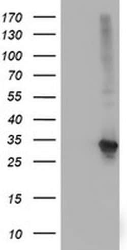 SPR Monoclonal Antibody (OTI2C6), TrueMAB , OriGene 30 &mu;L; Unconjugated:Antibodies,
