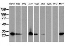 SPR Monoclonal Antibody (OTI2C6), TrueMAB , OriGene 30 &mu;L; Unconjugated:Antibodies,
