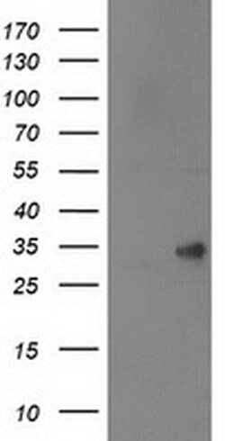 SPR Mouse anti-Human, Rat, Clone: OTI4F5, liquid, TrueMAB 100 &mu;L; Unconjugated:Antibodies,