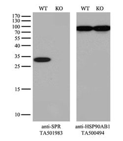 SPR Mouse anti-Human, Rat, Clone: OTI4F5, liquid, TrueMAB 100 &mu;L; Unconjugated:Antibodies,
