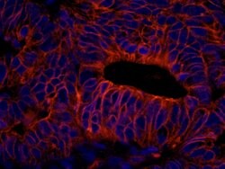 SPTAN1/Alpha II-spectrin Polyclonal Antibody, Bethyl Laboratories 10 &mu;L;