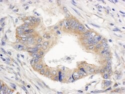 SPTAN1/Alpha II-spectrin Rabbit anti-Human, Mouse, Polyclonal, Bethyl Laboratories
