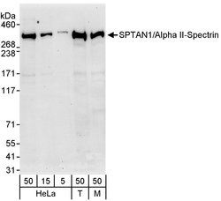 SPTAN1/Alpha II-spectrin Rabbit anti-Human, Mouse, Polyclonal, Bethyl Laboratories