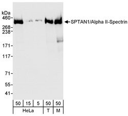 SPTAN1/Alpha II-spectrin Rabbit anti-Human, Mouse, Polyclonal, Bethyl Laboratories