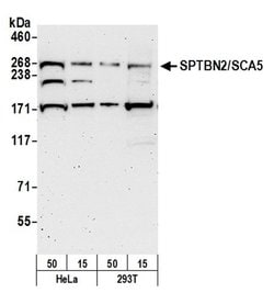 SPTBN2/SCA5 Polyclonal Antibody, Bethyl Laboratories 20 &mu;l; Unlabeled:Antibodies,