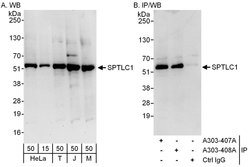 SPTLC1 Rabbit anti-Human, Mouse, Polyclonal, Bethyl Laboratories 100 &mu;L;