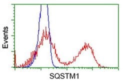 SQSTM1 Monoclonal Antibody (OTI1E9), TrueMAB , OriGene:Antibodies:Primary