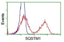 SQSTM1 Monoclonal Antibody (OTI5A2), TrueMAB , OriGene:Antibodies:Primary
