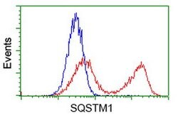 SQSTM1 Mouse anti-Human, Clone: OTI4G9, lyophilized, TrueMAB 100 &mu;g | Buy Online | Origene Technologies | Fisher Scientific