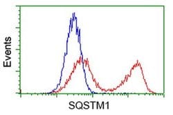 SQSTM1 Monoclonal Antibody (OTI4G9), TrueMAB , OriGene 30 &mu;L | Buy Online | OriGene | Fisher Scientific