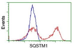 SQSTM1 Mouse anti-Human, Clone: OTI4C8, lyophilized, TrueMAB 100 &mu;g;