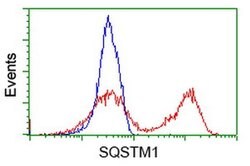 SQSTM1 Monoclonal Antibody (OTI4C8), TrueMAB , OriGene 100 &mu;L; Unconjugated:Antibodies,
