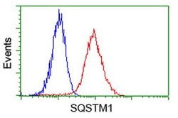 SQSTM1 Mouse anti-Human, Clone: OTI4C8, lyophilized, TrueMAB 100 &mu;g;
