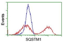 SQSTM1 Monoclonal Antibody (OTI7F6), TrueMAB , OriGene 100 &mu;L; Unconjugated:Antibodies,