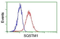 SQSTM1 Monoclonal Antibody (OTI7F6), TrueMAB , OriGene 100 &mu;L; Unconjugated:Antibodies,