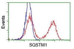 SQSTM1 Monoclonal Antibody (OTI1B2), TrueMAB , OriGene 100 &mu;L; Unconjugated:Antibodies,
