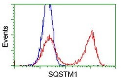 SQSTM1 Monoclonal Antibody (OTI6A7), TrueMAB , OriGene 100 &mu;L; Unconjugated:Antibodies,