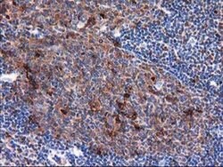 SQSTM1 Monoclonal Antibody (OTI4G9), TrueMAB , OriGene 30 &mu;L | Buy Online | OriGene | Fisher Scientific
