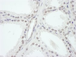 SRC1 Rabbit anti-Human, Mouse, Polyclonal, Bethyl Laboratories 100 &mu;L;