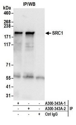 SRC1 Rabbit anti-Human, Mouse, Polyclonal, Bethyl Laboratories 100 &mu;L;