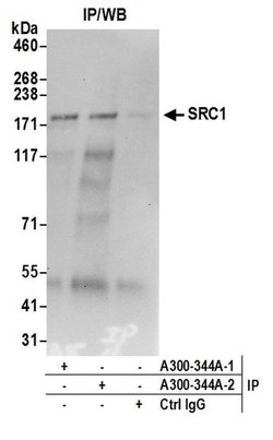 SRC1 Rabbit anti-Human, Polyclonal, Bethyl Laboratories 100 &mu;L; Unconjugated:Antibodies,