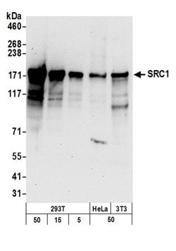 SRC1 Polyclonal Antibody, Bethyl Laboratories:Antibodies:Primary Antibodies