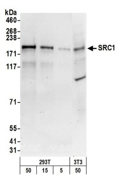 SRC1 Rabbit anti-Human, Polyclonal, Bethyl Laboratories 100 &mu;L; Unconjugated:Antibodies,