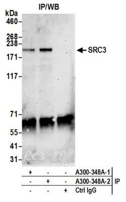 SRC3 Rabbit anti-Human, Polyclonal, Bethyl Laboratories 100 &mu;L; Unconjugated:Antibodies,