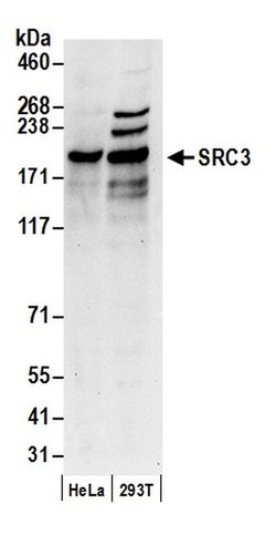 SRC3 Rabbit anti-Human, Polyclonal, Bethyl Laboratories 100 &mu;L; Unconjugated:Antibodies,