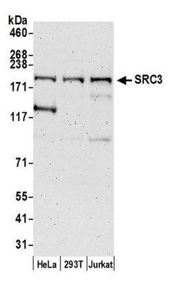 SRC3 Rabbit anti-Human, Polyclonal, Bethyl Laboratories 100 &mu;L; Unconjugated:Antibodies,