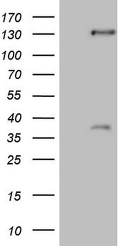 SREBF2 Monoclonal Antibody (OTI4G1), TrueMAB , OriGene 100 &mu;L; Unconjugated:Antibodies,