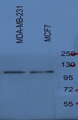 Invitrogen SREBP1 Polyclonal Antibody 100 &mu;g; Unconjugated:Antibodies,
