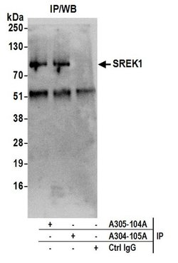 SREK1/SFRS12 Rabbit anti-Human, Polyclonal, Bethyl Laboratories 100 &mu;L;