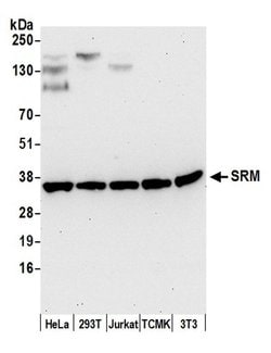 SRM Polyclonal Antibody, Bethyl Laboratories 20 &mu;L | Buy Online | Bethyl Laboratories, Inc | Fisher Scientific