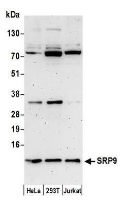 SRP9 Rabbit anti-Human, Polyclonal, Bethyl Laboratories 100 &mu;L; Unconjugated:Antibodies,