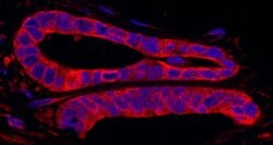 SRPK2 Polyclonal Antibody, Bethyl Laboratories 100 &mu;L; Unconjugated:Antibodies,