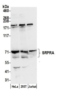 SRPRA/SRPR Polyclonal Antibody, Bethyl Laboratories 20 &mu;l; Unlabeled:Antibodies,
