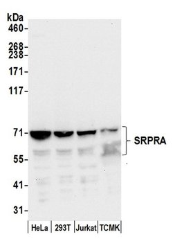 SRPRA/SRPR Polyclonal Antibody, Bethyl Laboratories:Antibodies:Primary