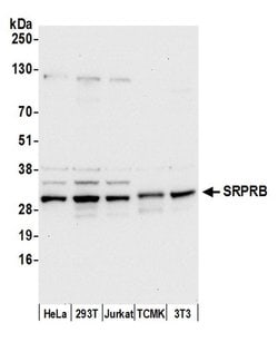 SRPRB Rabbit anti-Human, Mouse, Polyclonal, Bethyl Laboratories 100 &mu;l;