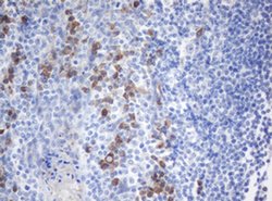 SRPRB Monoclonal Antibody (OTI2B9), TrueMAB , OriGene:Antibodies:Primary