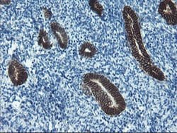 SRPRB Mouse anti-Human, Clone: OTI1D9, lyophilized, TrueMAB 100 &mu;g | Buy Online | Origene Technologies | Fisher Scientific