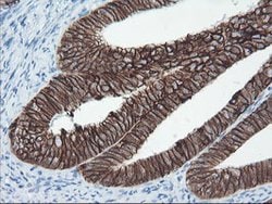 SRPRB Mouse anti-Human, Clone: OTI1D9, lyophilized, TrueMAB 100 &mu;g | Buy Online | Origene Technologies | Fisher Scientific