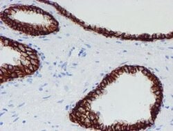 SRPRB Monoclonal Antibody (OTI1D9), TrueMAB , OriGene 100 &mu;L; Unconjugated:Antibodies,