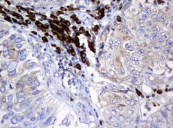 SRPRB Mouse anti-Human, Clone: OTI2D4, lyophilized, TrueMAB 100 &mu;g;