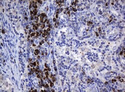 SRPRB Mouse anti-Human, Clone: OTI2D4, lyophilized, TrueMAB 100 &mu;g;