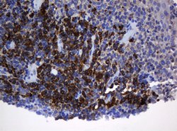 SRPRB Mouse anti-Human, Clone: OTI2D4, lyophilized, TrueMAB 100 &mu;g;