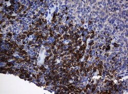SRPRB Mouse anti-Human, Clone: OTI2D4, lyophilized, TrueMAB 100 &mu;g;