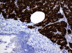 SRPRB Mouse anti-Human, Clone: OTI2D7, lyophilized, TrueMAB 100 &mu;g;